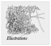 Find out about the illustrations